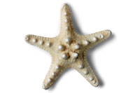 webassets/starfish.jpg